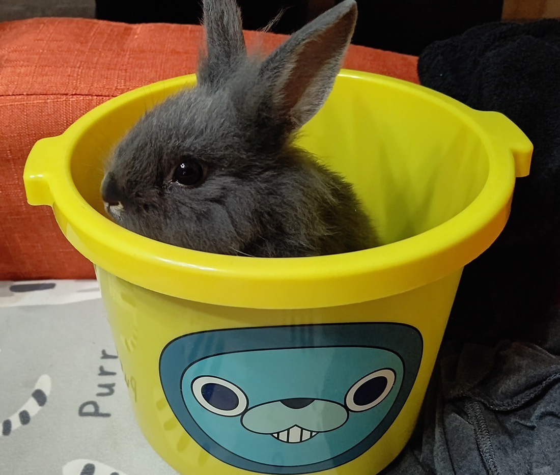 ウサギちゃん